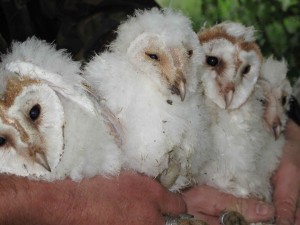 Baby barn owls on the Harewood Estate