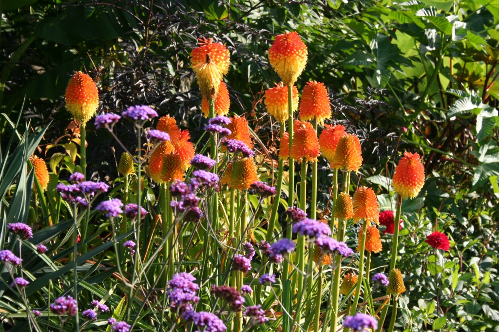 Red Hot Pokers in the gardens at Harewood House in Yorkshire