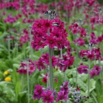 Primulas are grown at Harewood House in Yorkshire