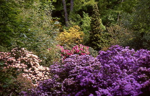 Rhododendron grow at Harewood House in Yorkshire