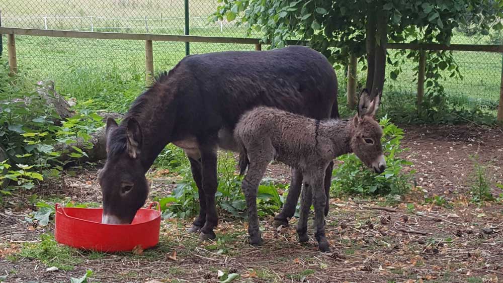Baby donkey born at Harewood House in Yorkshire