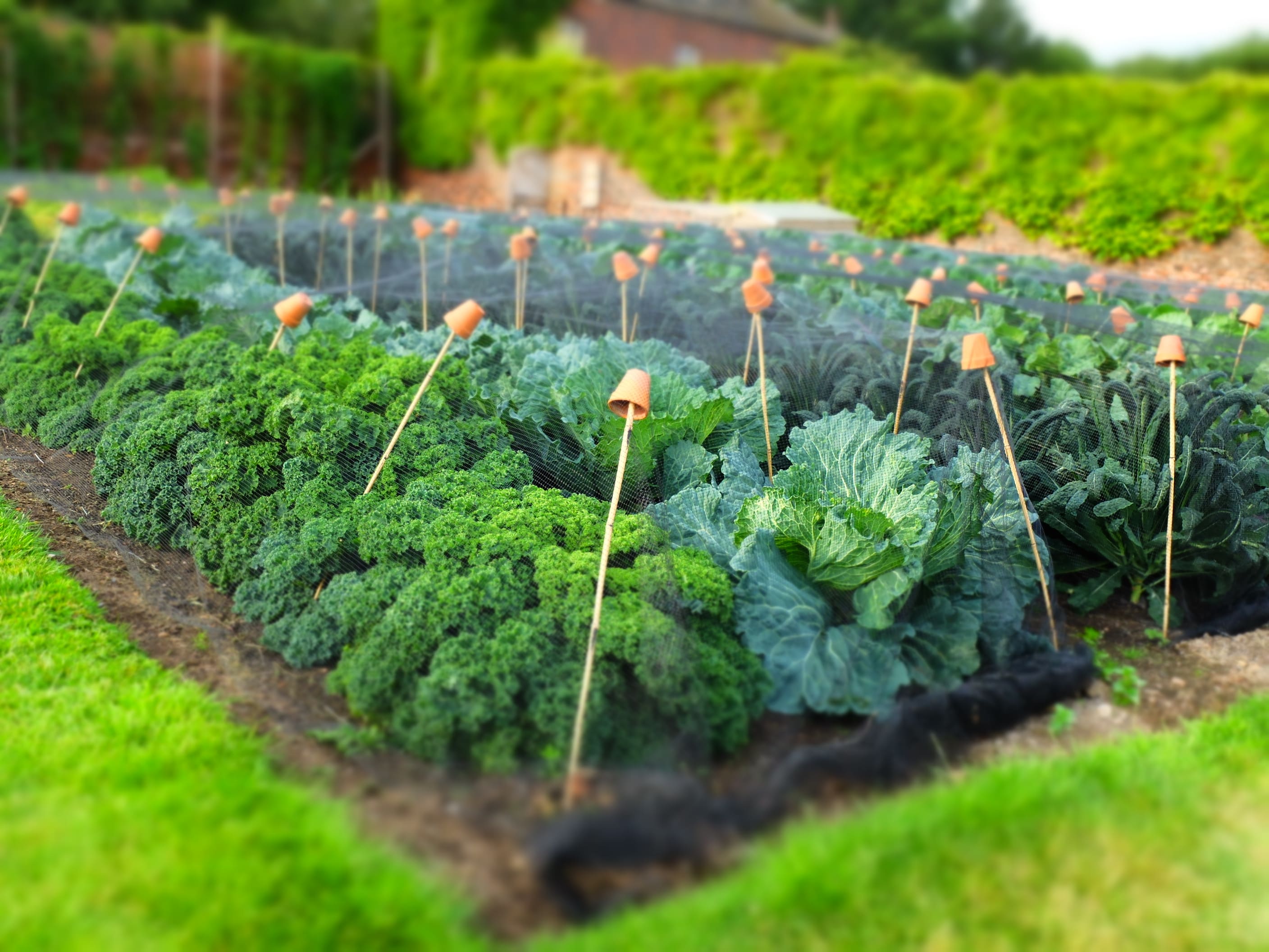 Kale Walled Garden