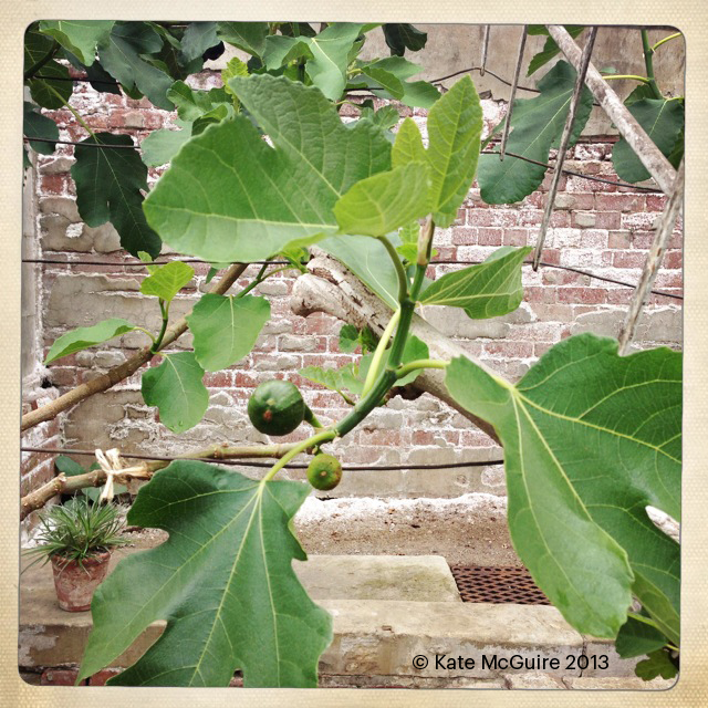 Fig in Fruit House (002)