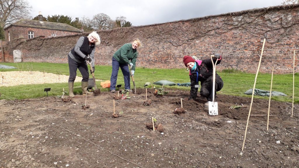 Rhubarb Planting in the Walled Garden