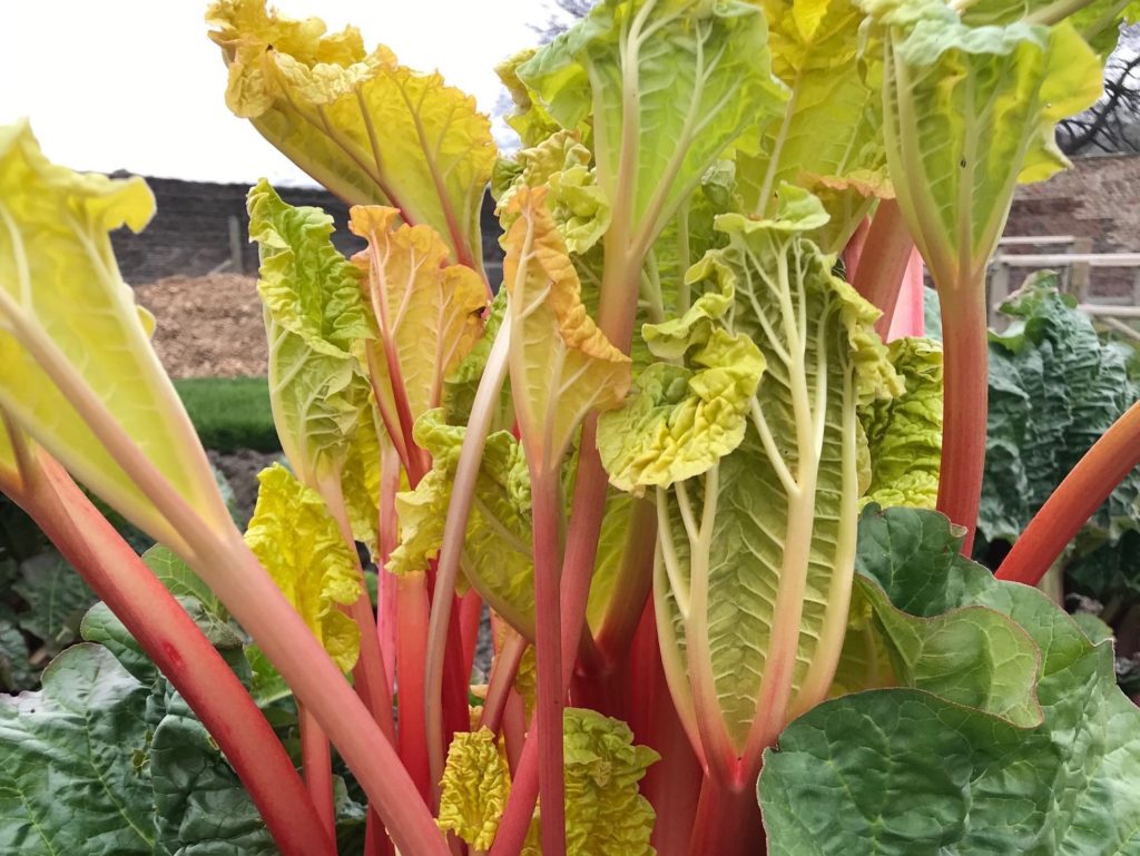 Rhubarb in the Walled Garden