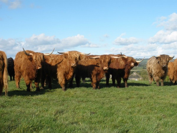 Harewood Estate rears Highland Cattle
