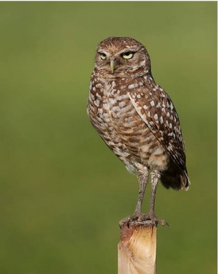 A small breed of owl, Harewood is home to this Burrowing Owl which is found in the landscapes of North and South America.
