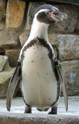 This is a South American penguin, that breeds in coastal Peru and Chile
