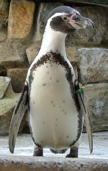 The penguins at Harewood House near Harrogate are a family favourite