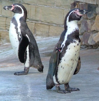 The nearest relatives of the Humboldt Penguin are the African Penguin, the Magellanic Penguin and the Galápagos Penguin.