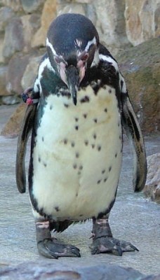This breed of penguin is named after the cold water current it swims in, which is itself named after Alexander von Humboldt, an explorer.