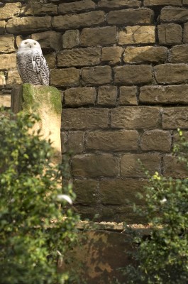 The Snowy Owl (Bubo scandiacus) is a large owl of the typical owl family Strigidae. It was first classified in 1758 by Carolus Linnaeus.