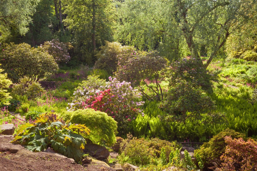 views of the Himalayan Garden at Harewood in Yorkshire