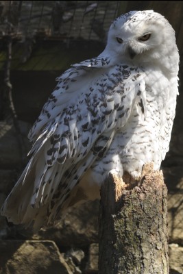 The snowy owl has beautiful contrasting plumage. 