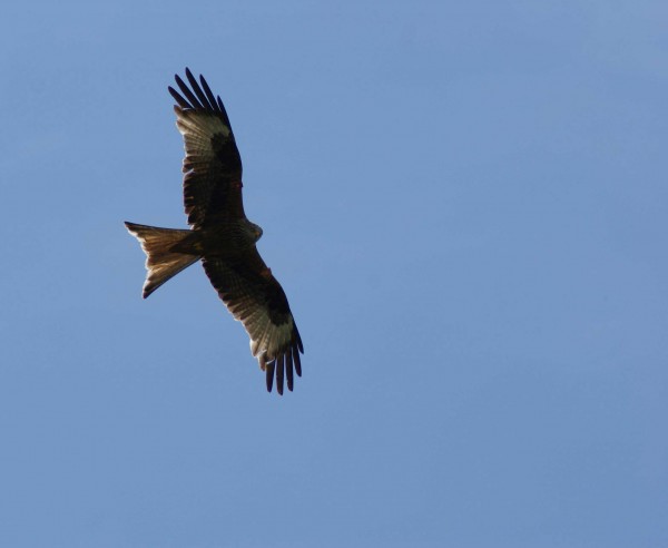 Harewood House has red kites