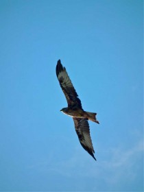 Harewood is home to red kites