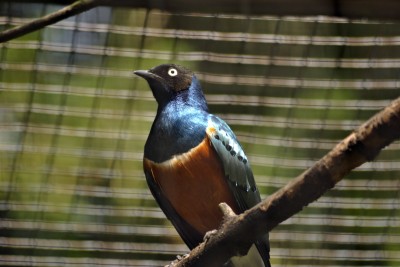 Beautiful colours reflect the light on this Spreo Starling