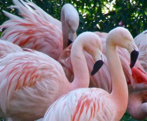 Harewood House near Leeds has flamingos