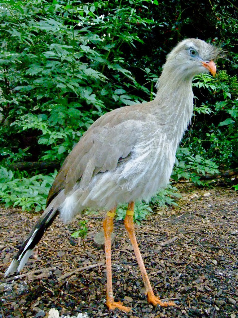 Harewood House in Yorkshire has a Red Legged seriema