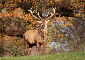 Harewood Estate has a deer park with Red Deer