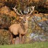 Harewood Estate has a deer park with Red Deer