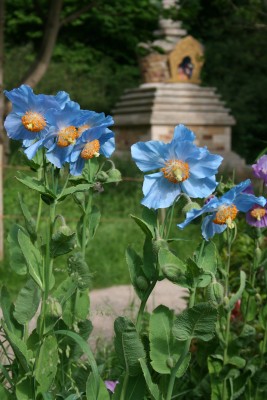 The rare Meconopsis Betonicifolia or the Himalayan Blue Poppy grows at Harewood.