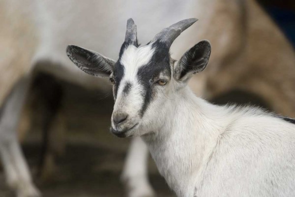 Pygmy Goat – Harewood House