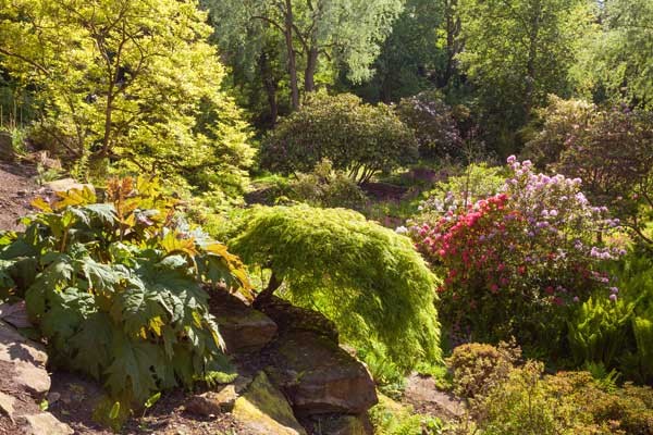Harewood's Himalayan Garden in Yorkshire