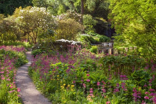 Visit Yorkshire to see spring plants in the gardens at Harewood
