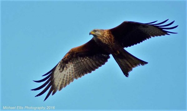Visit Harewood House in Yorkshire to see red kites