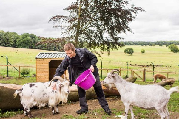 Volunteers in Yorkshire at Harewood House Farm Experience
