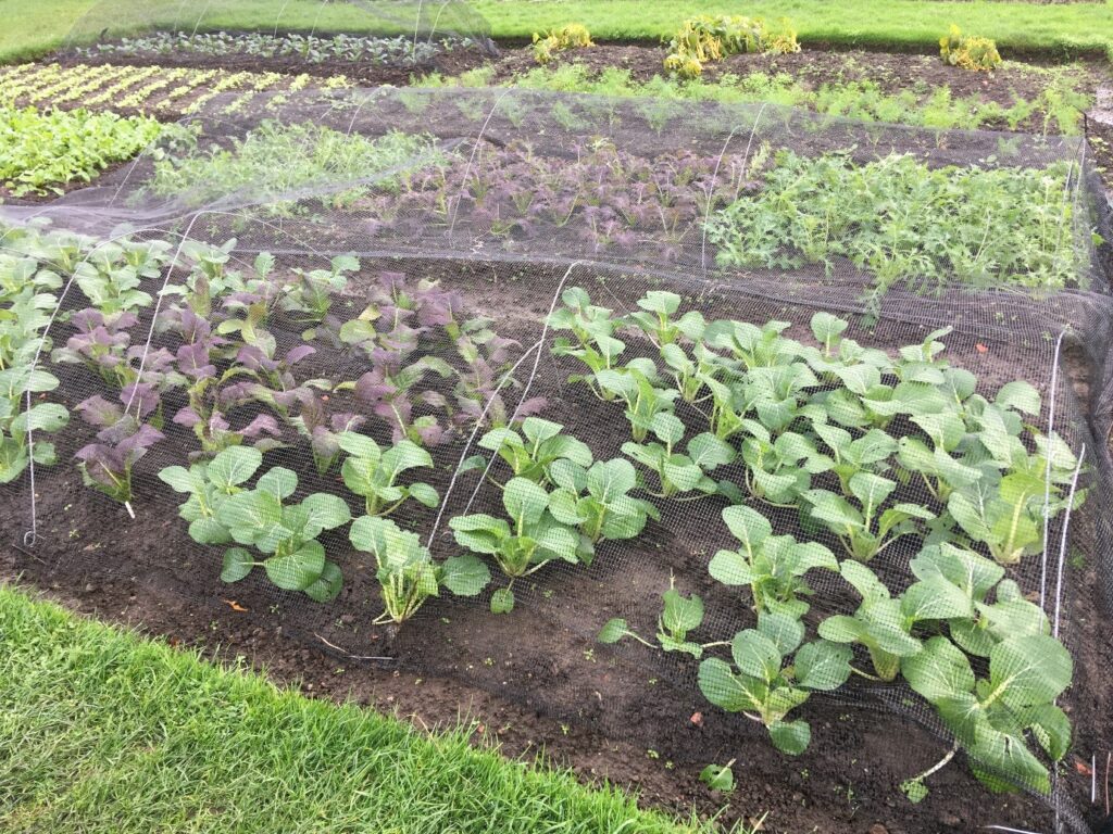 Crops growing in the Walled Garden at Harewood 
