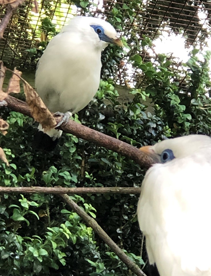 Bali Starlings on branches 