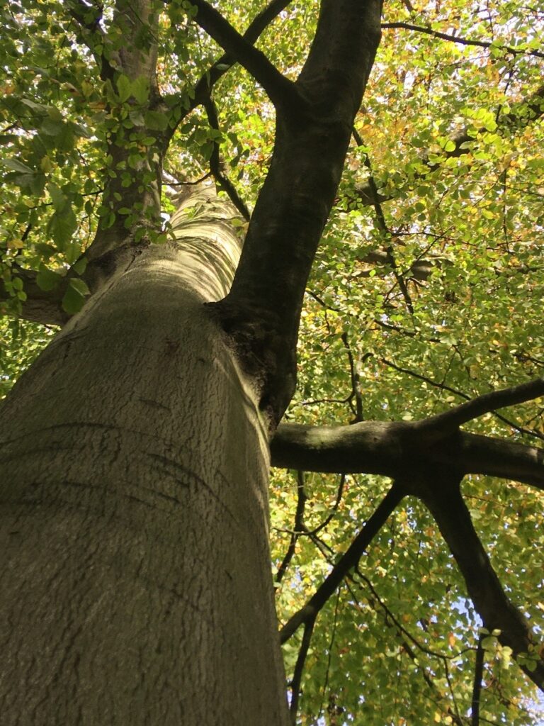 Beech Tree trunk