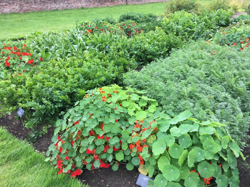 Bed of vegetables growing in the Walled Garden