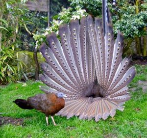 Peacock Pheasant