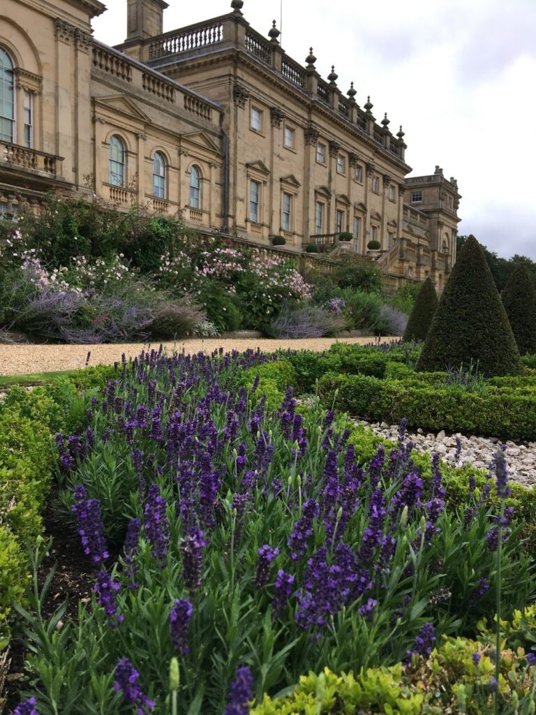 lavender plants on the Terrace at Harewood