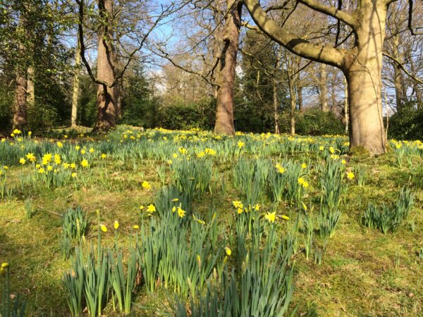 Daffodils on the Lakeside Path