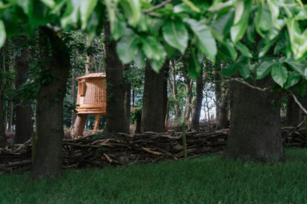 A far away image of treehouse surrounded by trees