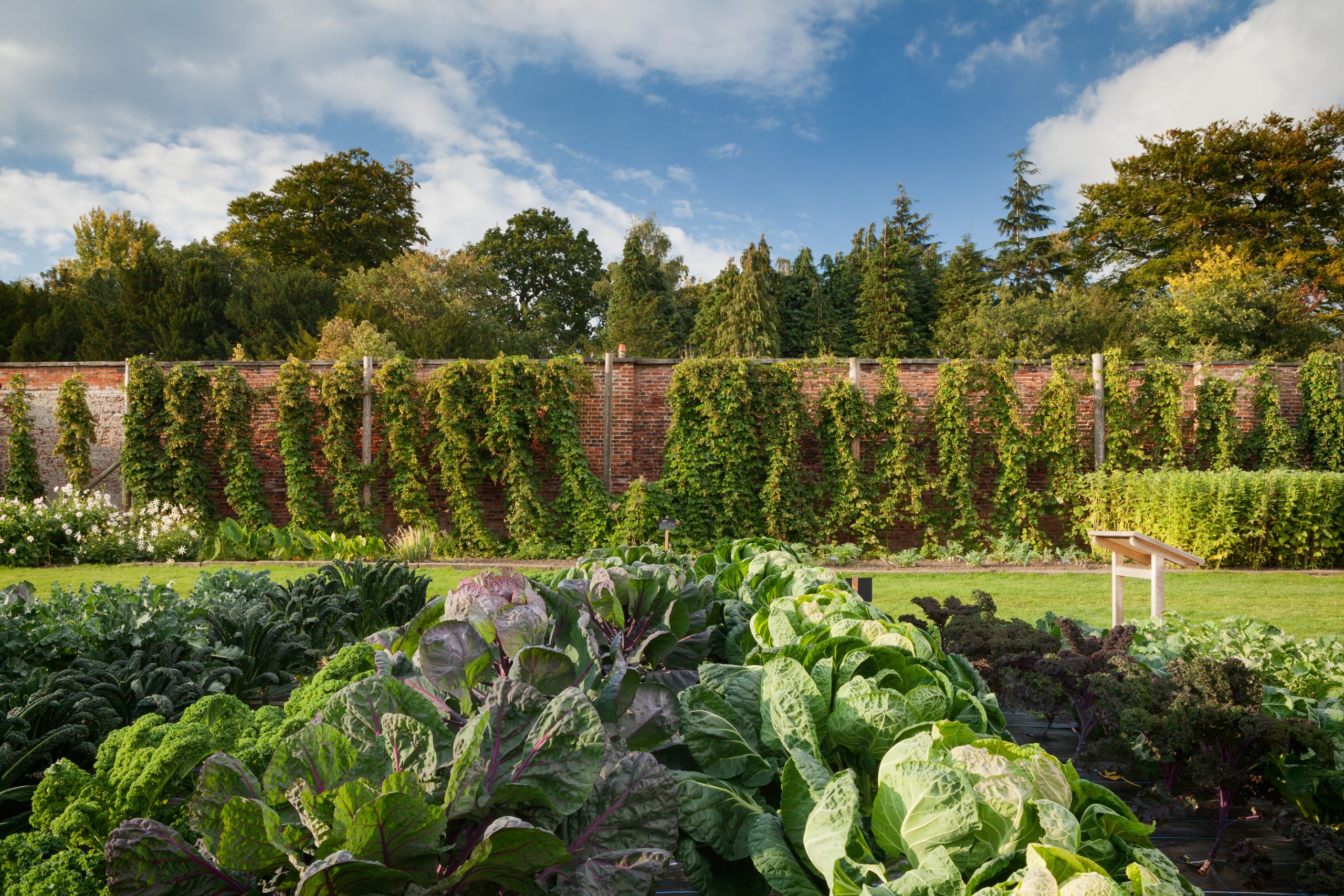 Large rows of Brassicas grow in the middle of the Walled Garden until a bright blue sky. Hops climb the walls in the background with large Conifer trees towering above.