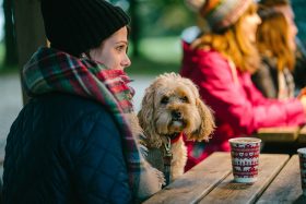 Dog Walk Socials at Harewood every Friday