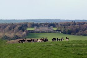 Winter Wellbeing Walks at Harewood every Friday