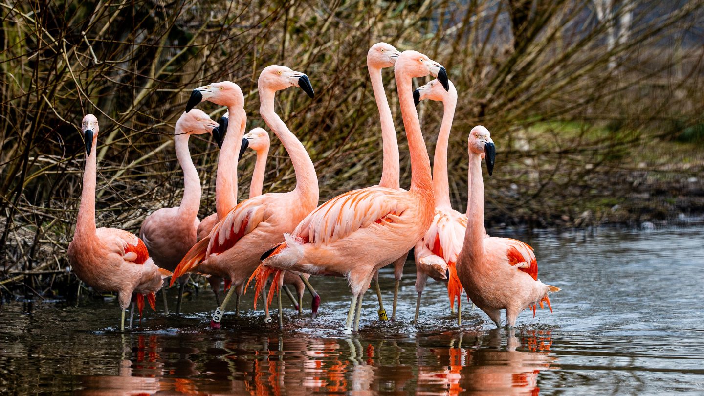Link to page: Bird Garden and Farm Experience Closure